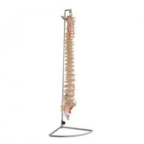 مولاژ ستون فقرات با نقاط عضلات