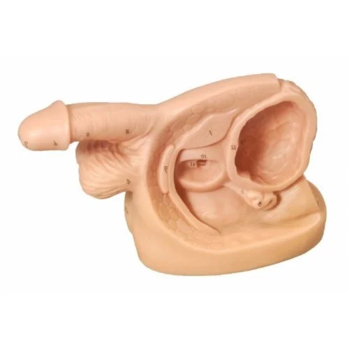 مولاژ سوند گذاری مردانه آموزش پیشرفته
