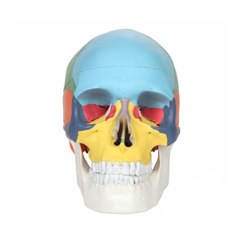 مولاژ جمجمه رنگی